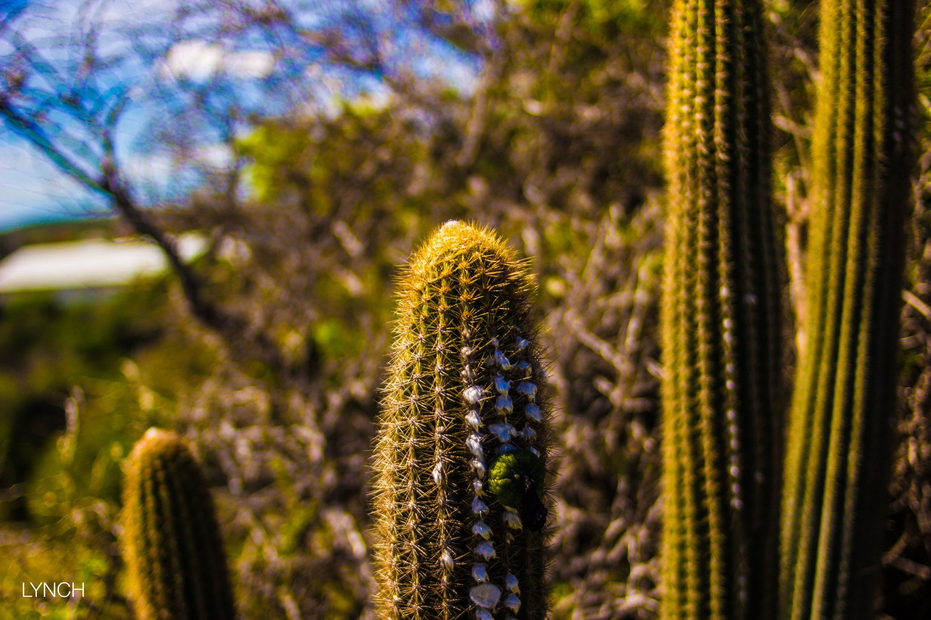 _MG_2720